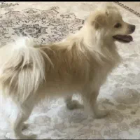 واگزاری سگ|سگ|قم, چهل اختران|دیوار