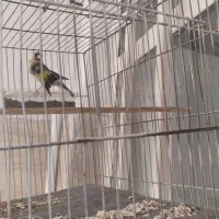 سهره فروشی|پرنده|پاکدشت, حصار امیر|دیوار