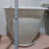 گلدان|گل و گیاه طبیعی|تبریز, |دیوار