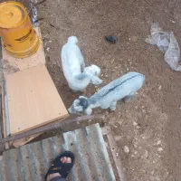 کهره نر تالی|حیوانات|خورموج, |دیوار