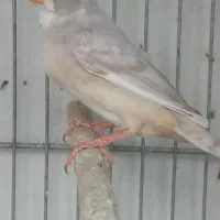 فنج|پرنده|قنوات, |دیوار