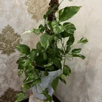 چند گلدان آپارتمانی زیبا و سالم