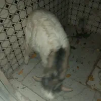 بزغاله ماده|حیوانات مزرعه|کرمانشاه, |دیوار