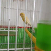 قناری طلای ماده آماده آماده اماده