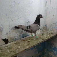 کاغذی ماده خطی|پرنده|قزوین, |دیوار