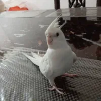 طوطی عروس|پرنده|بم, |دیوار