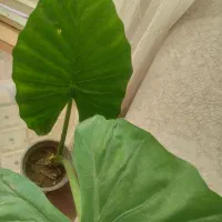 گل باباآدم حدود ۸۰ سانت|گل و گیاه طبیعی|قم, آذر (نکویی)|دیوار