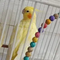 عروس هلندی ماده آماده