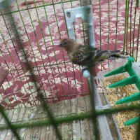 جوجه سرلاکی عروس و گل بسر|پرنده|رامهرمز, |دیوار