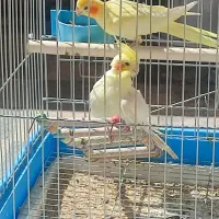 عروس هلندی