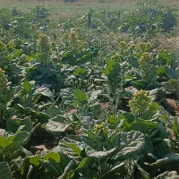 تنبامعطر وخوشبو