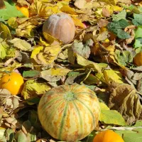 نیروی خدمات به صورت تمام وقت و نیمه وقت مهد کودک