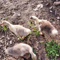 حیوانات مزرعه|حیوانات مزرعه|سیاهکل, |دیوار