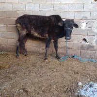 گاو جرسی|حیوانات مزرعه|شادگان, |دیوار