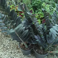 عمده گل آپارتمانی با کیفیت