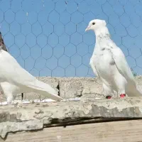 کبوتر طوقی  دهلران|پرنده|ایلام, |دیوار