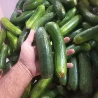 خیاردرشت تازه مخصوص ترشی.فقط کیلو7هزار تومن
