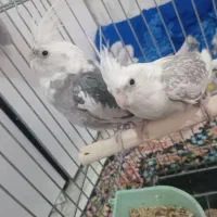 عروس هلندی دستی جفت