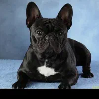 سگ فرنچ بولداگ اصیل