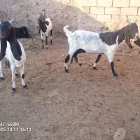 بزپاکستانی .بنگالی|حیوانات مزرعه|بیرجند, |دیوار