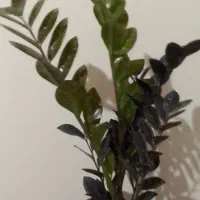 فروش گل آپارتمانی و زینتی|گل و گیاه طبیعی|تالش, هشتپر|دیوار