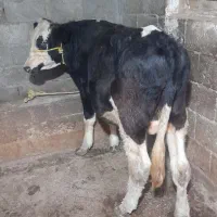 گاو نر سیمنتال