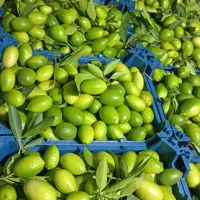 لیمو ترش لایم کوات|خوردنی و آشامیدنی|تهران, مجیدیه|دیوار