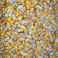 فروش بذر ذرت 704