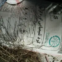 کود سفید مسجد سلیمان