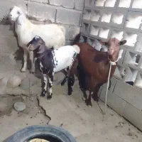 سه عدد کهر فروشی