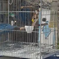 سهره جوجه قفس