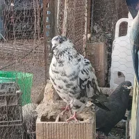 کبوتر|پرنده|شاهرود, |دیوار