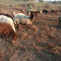 گوسفندچاق|حیوانات مزرعه|گمیشان, |دیوار