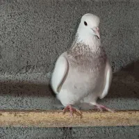 طوقی و پر|پرنده|شهرکرد, |دیوار