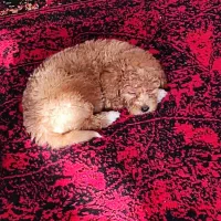 توی پودل|سگ|کرج, حصارک بالا|دیوار