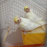 دو عدد عروس هلندی دو ماهه