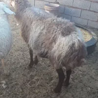 یک.میش.ودوکابر.ابست