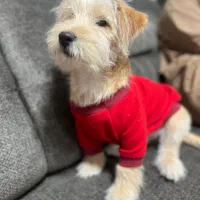 سگ نر پا کوتاه