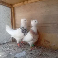 کفتر جفتگاه طوقی