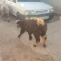 بره جوان