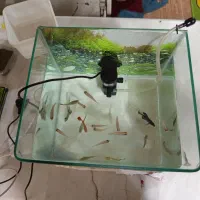 ماهی واکواریم|ماهی|تربت جام, معدآباد|دیوار