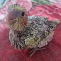 عروس هلندی سرلاکی