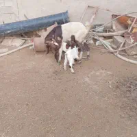 بز در حمیدیه