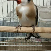 سهره وحش ورام عطیقه|پرنده|شیراز, تندگویان|دیوار