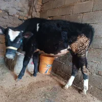 گوساله وگاو آبستنگاو آبستن