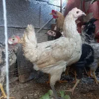 مرغ محلی|حیوانات مزرعه|کازرون, |دیوار