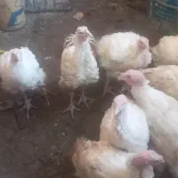 فروش بقلمون ۶ کیلو ۲ ماهه