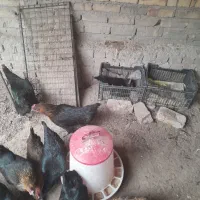 مرغ وخروس تخمگذار جوان|حیوانات مزرعه|ساوه, |دیوار