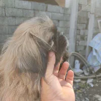 فوری فوری فروش ماده پیکنیز|سگ|بابلسر, |دیوار