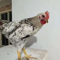 مرغ و خروس محلی تخم گذار